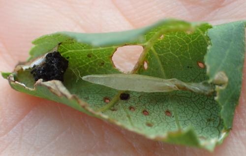 Caloptilia cuculipennella